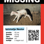 stickerpakket "Missing: kalfje Winnie" (set van 25 stickers) - Afbeelding 2