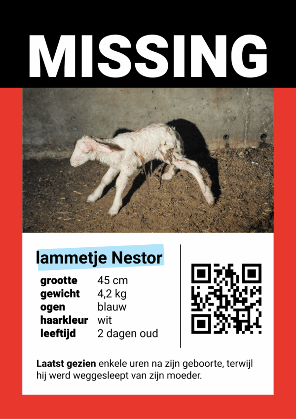 stickerpakket "Missing: kalfje Winnie" (set van 25 stickers) - Afbeelding 2