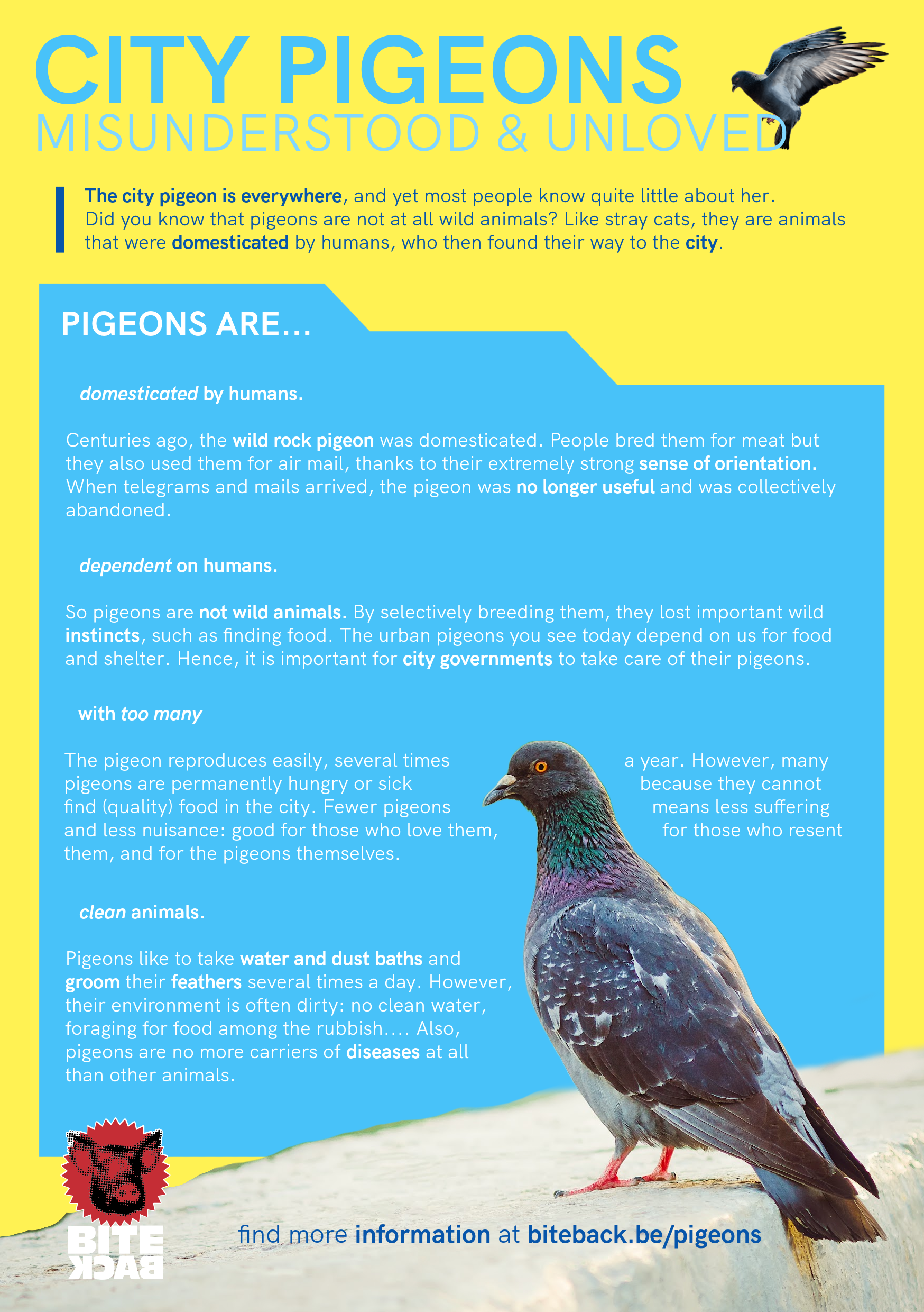 Flyerpakket stadsduiven (FR/NL/ENG) - Afbeelding 2