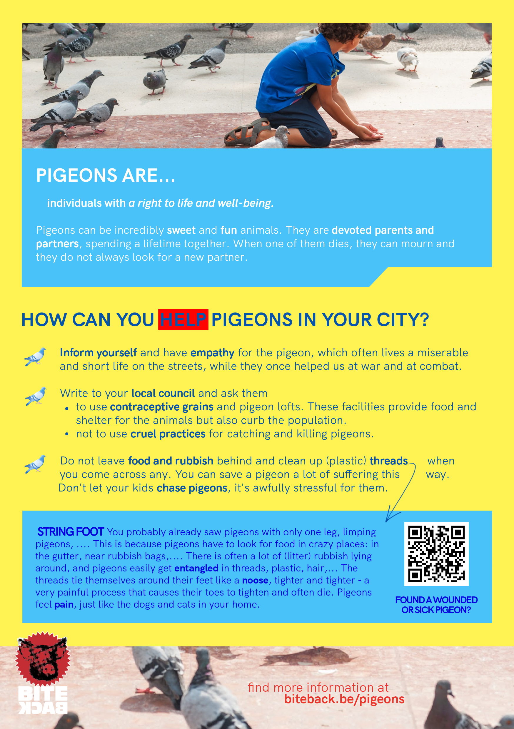 Flyerpakket stadsduiven (FR/NL/ENG) - Afbeelding 7