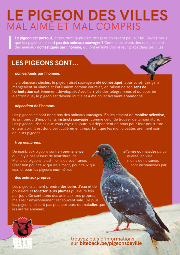 Flyerpakket stadsduiven (FR/NL/ENG) - Afbeelding 4