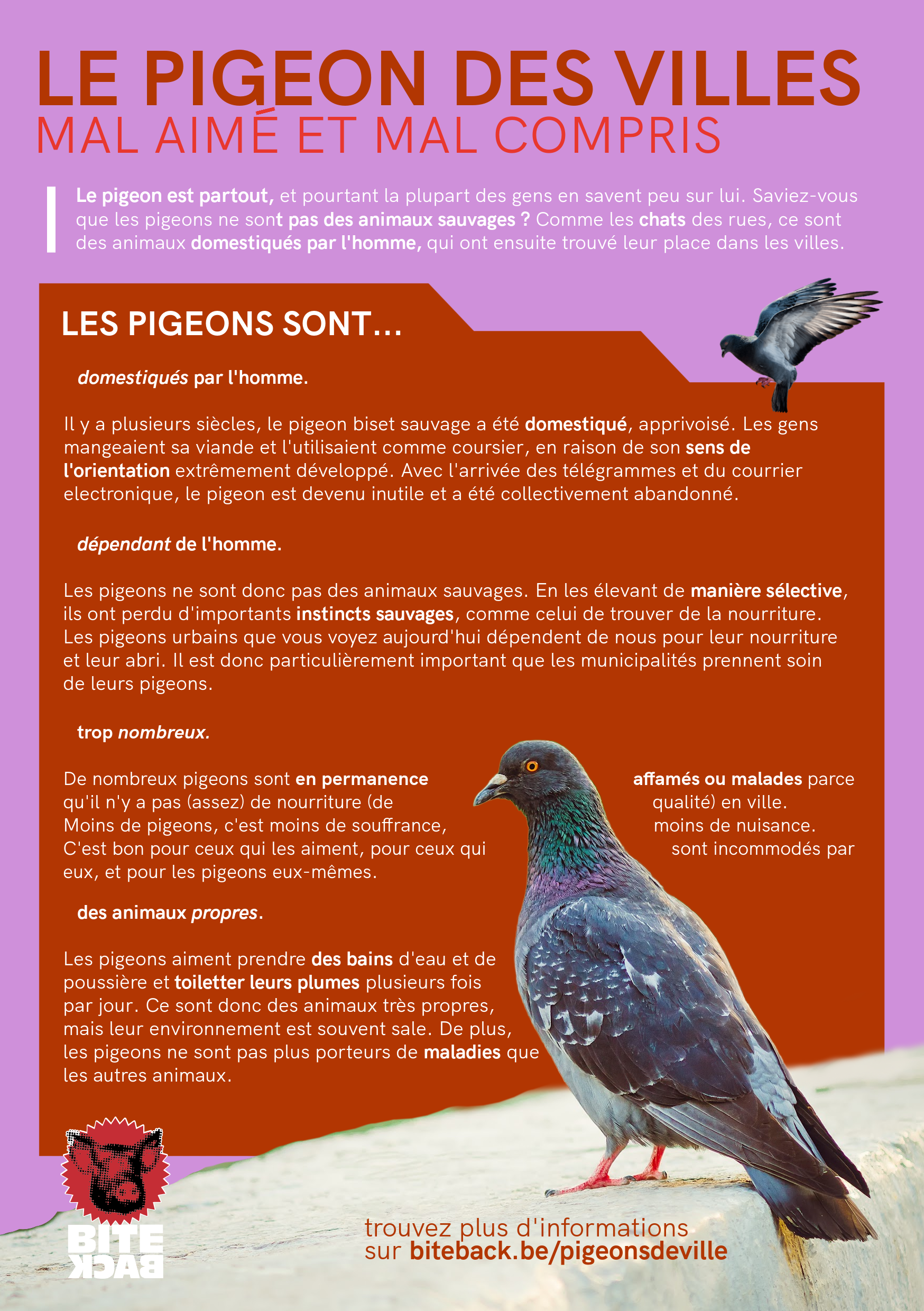 Flyerpakket stadsduiven (FR/NL/ENG) - Afbeelding 4