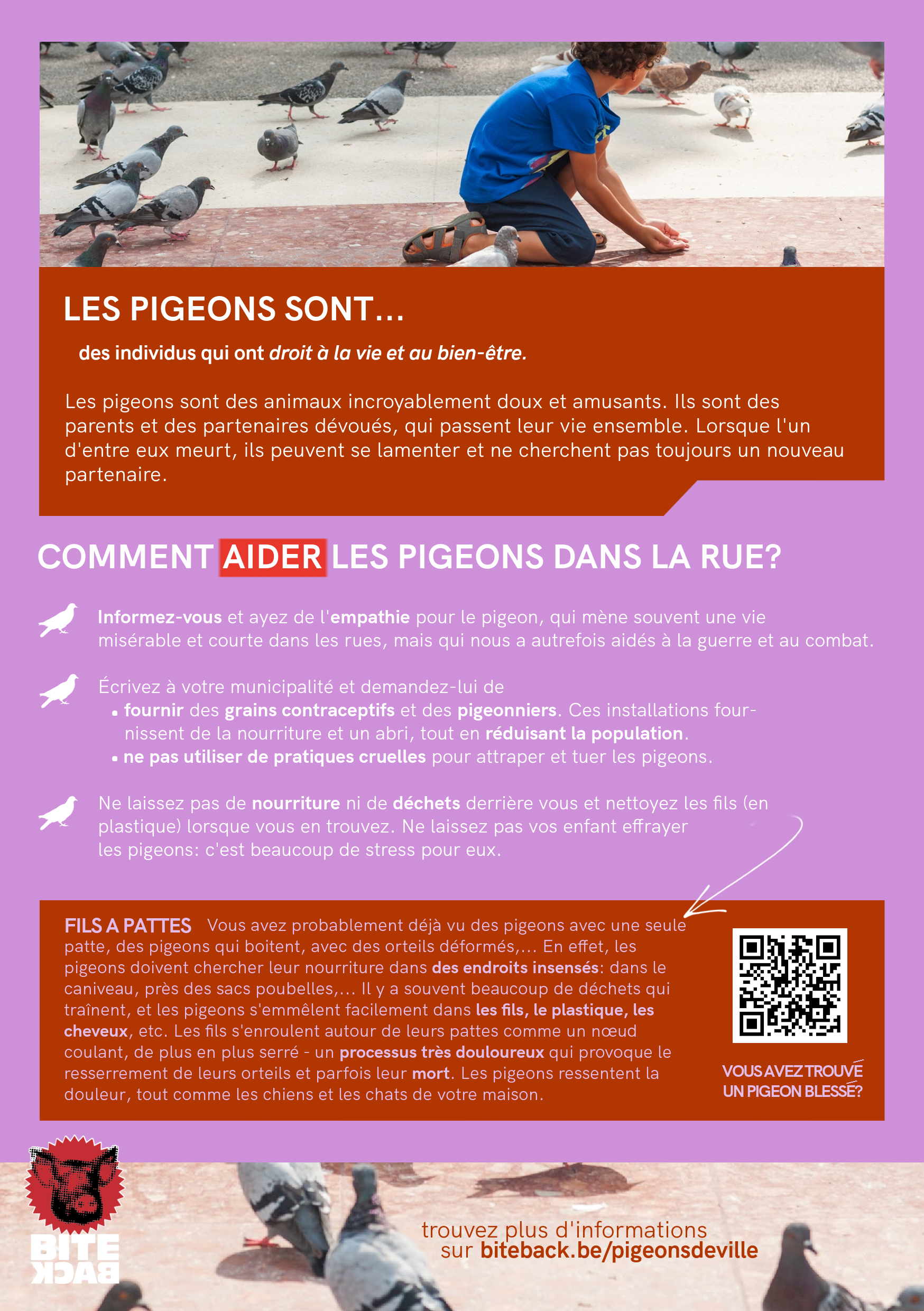 Flyerpakket stadsduiven (FR/NL/ENG) - Afbeelding 3