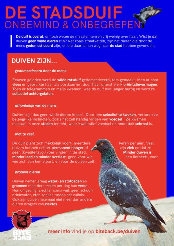 Flyerpakket stadsduiven (FR/NL/ENG) - Afbeelding 6