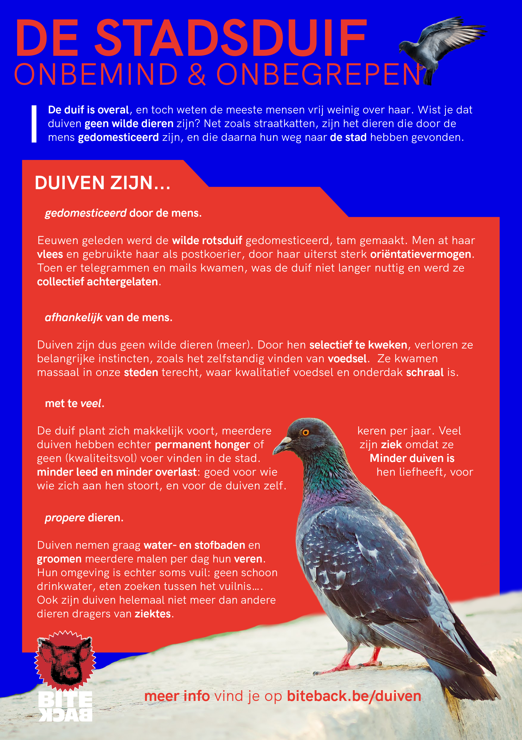 Flyerpakket stadsduiven (FR/NL/ENG) - Afbeelding 6