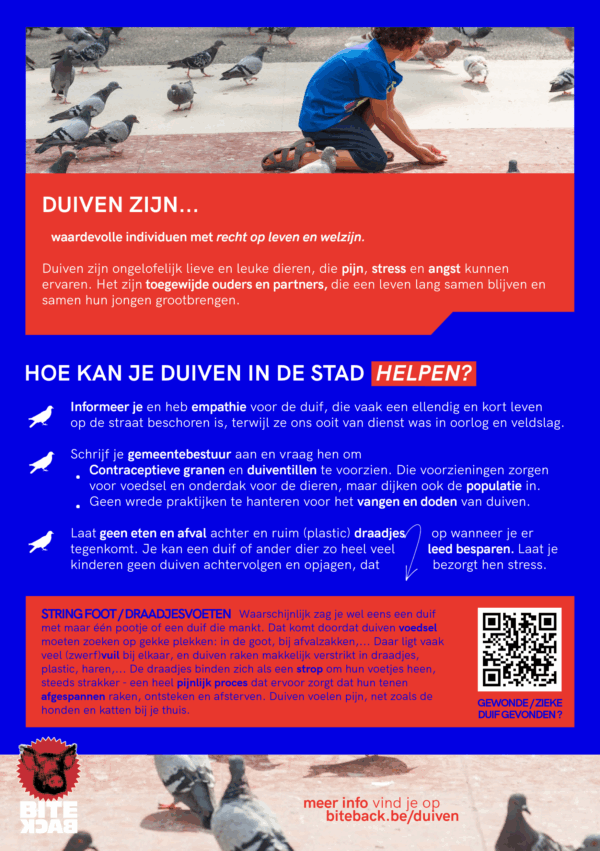 Flyerpakket stadsduiven (FR/NL/ENG) - Afbeelding 5