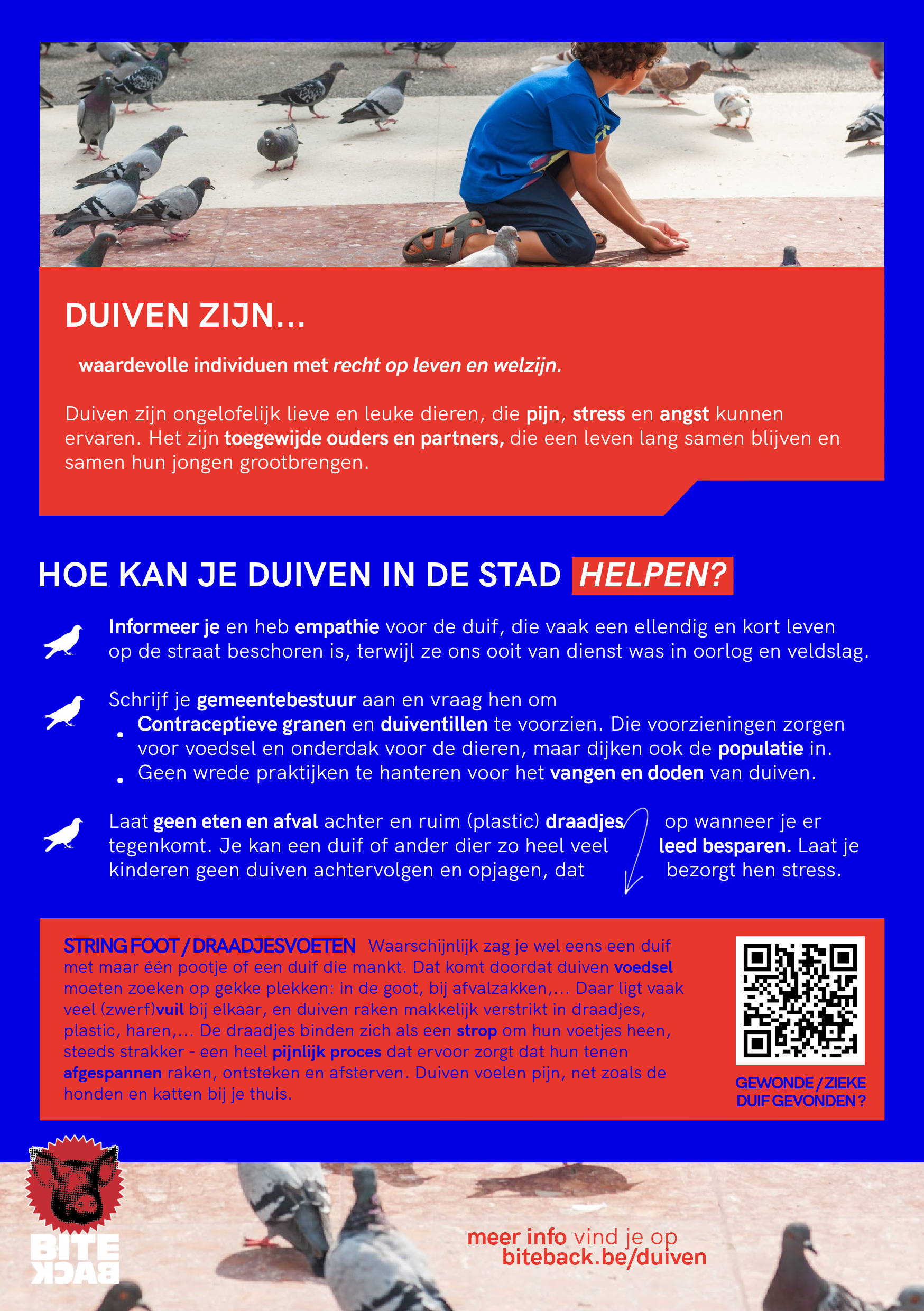 Flyerpakket stadsduiven (FR/NL/ENG) - Afbeelding 5