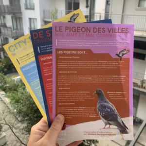 Flyerpakket stadsduiven (FR/NL/ENG)