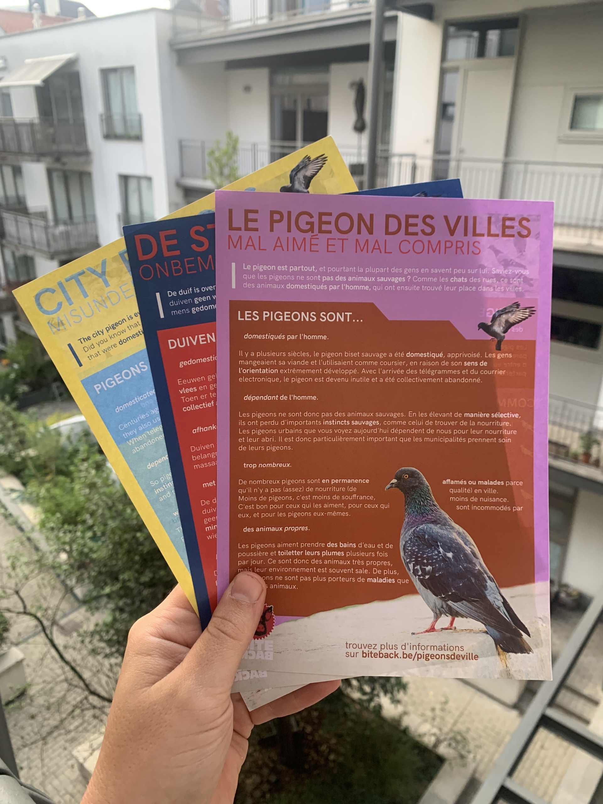 Flyerpakket stadsduiven (FR/NL/ENG)