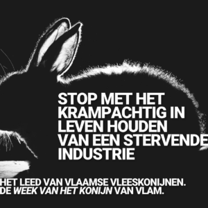 Schrijf de Konijnen Vrij! (kaartjespakket)