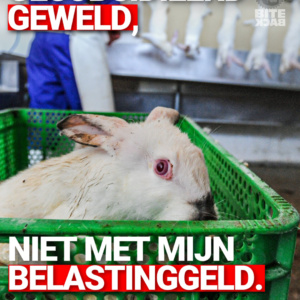 Actiepakket | Stop de Week van het Konijn